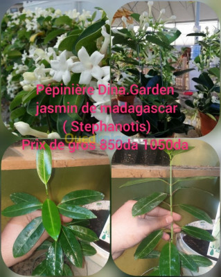 blida-guerrouaou-algeria-gardening-jasmins-madagascar
