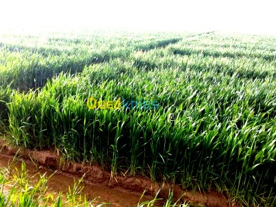 بجاية-تازمالت-الجزائر-أرض-فلاحية-byaa-ard-flahy-bjay-tazmalt