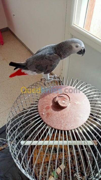 الجزائر-بني-مسوس-عصفور-perroquet-gabonais