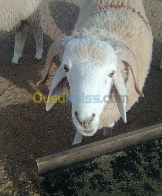 alger-oued-smar-algerie-animaux-de-ferme-كباش-mouton