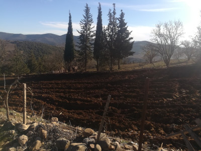 Vente Terrain Agricole Médéa Berrouaghia