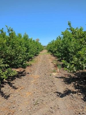 terrain-agricole-vente-blida-larbaa-algerie