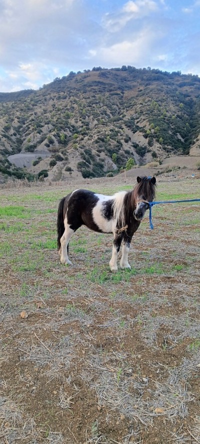 Cheval poney حصان قزم 