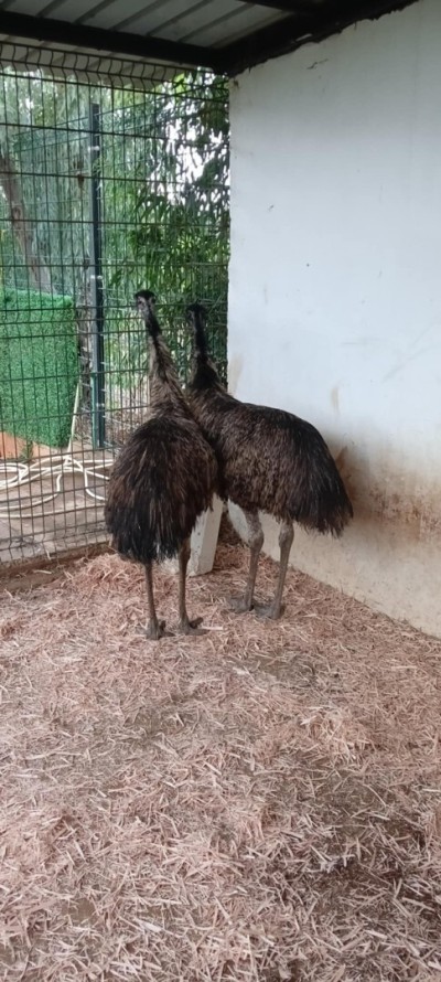 نعام أسترالي Autriche 