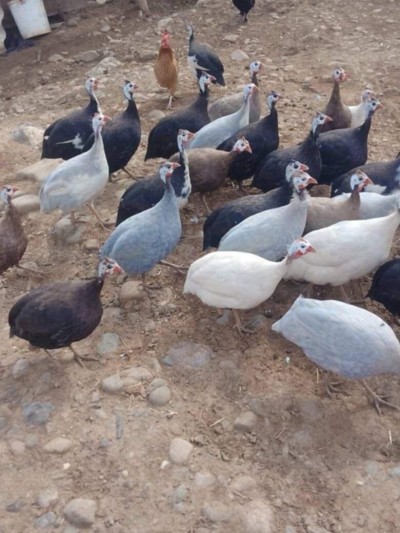 Perdrix Pintade حجل