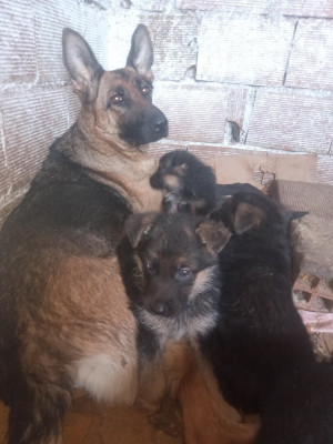 chien-chiots-berger-allemand-birtouta-alger-algerie