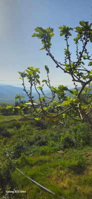 terrain-vente-blida-algerie