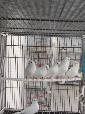 oiseau-canari-albinos-et-gloster-dellys-boumerdes-algerie