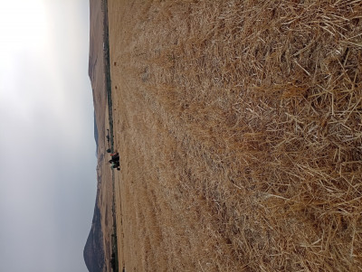 terrain-agricole-vente-ain-defla-oued-djemaa-algerie