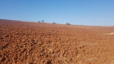 terrain-agricole-vente-ain-temouchent-bou-zedjar-algerie