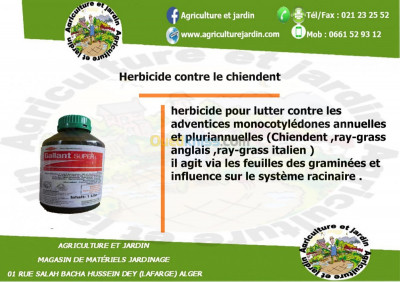 jardinage-herbicide-contre-le-chiendent-hussein-dey-alger-algerie