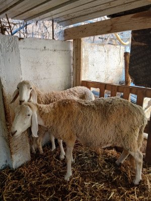 animaux-de-ferme-2-نعجات-ربي-يبارك-سلعة-خشينة-birkhadem-alger-algerie