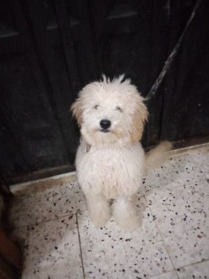 chien-caniche-bordj-el-bahri-alger-algerie