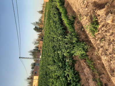 terrain-agricole-vente-naama-ain-ben-khelil-algerie
