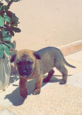 chien-fumelle-malinois-adekar-bejaia-algerie