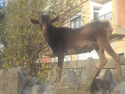 animaux-de-ferme-bouc-تيس-bejaia-algerie