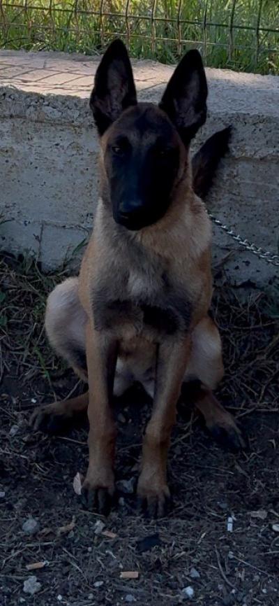 chien-malinois-fumel-bordj-el-bahri-alger-algerie