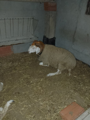 حيوانات-المزرعة-كبش-mouton-السحاولة-الجزائر