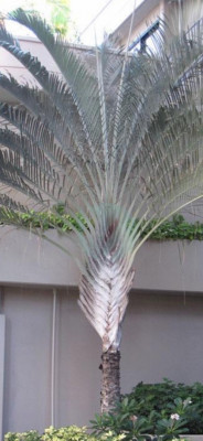 jardinage-palmier-sapida-ouled-fayet-alger-algerie
