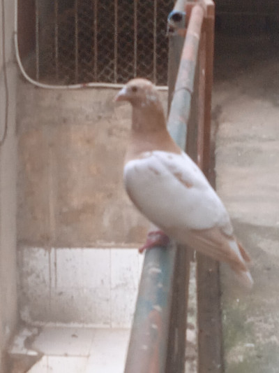 oiseau-pigeons-saoula-alger-algerie