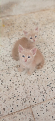 cat-chats-oran-algeria