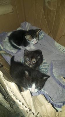 cat-3-chats-mignon-qui-ont-besoin-de-vous-annaba-algeria