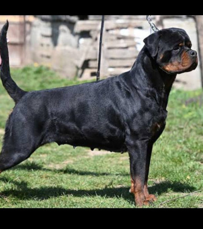 chien-rottweiler-annaba-algerie