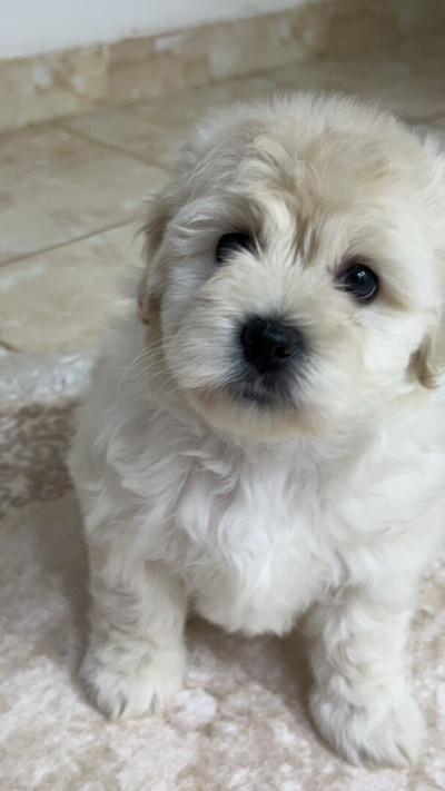 chien-caniche-bichon-maltais-nain-pure-race-cheraga-alger-algerie