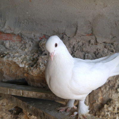 animaux-de-ferme-حمام-ابيض-جميل-cherchell-tipaza-algerie