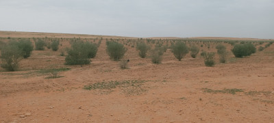 terrain-agricole-vente-djelfa-algerie