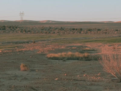 terrain-agricole-vente-djelfa-algerie