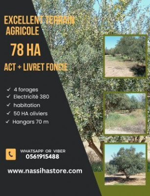 terrain-agricole-vente-djelfa-ain-oussara-algerie