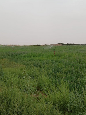 terrain-agricole-vente-djelfa-birine-algerie