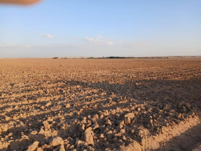 terrain-agricole-vente-djelfa-birine-algerie