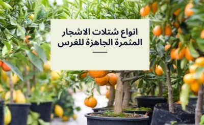 jardinage-جميع-أنواع-الأشجار-boumerdes-algerie
