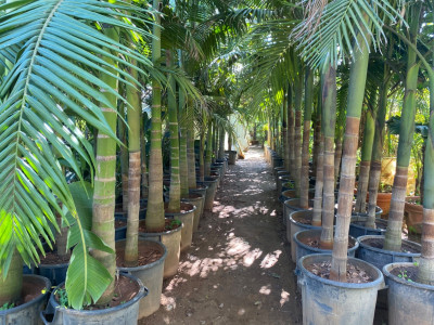 gardening-palmier-staoueli-algiers-algeria