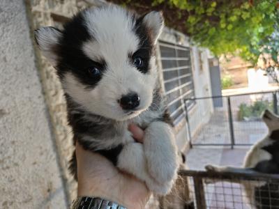 chien-husky-siberien-bordj-el-bahri-alger-algerie