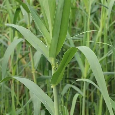 ENSILAGE/FOURRAGE BETAIL