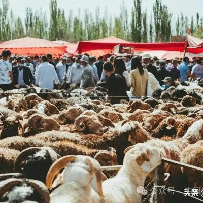 FOURRAGE SEC/FRAIS  BETAIL