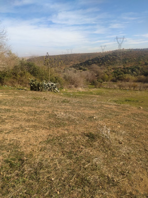 terrain-agricole-vente-tlemcen-chetouane-algerie