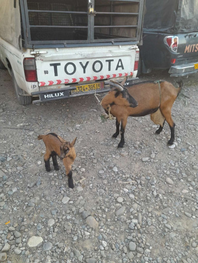 animaux-de-ferme-chevres-alpins-iferhounene-tizi-ouzou-algerie