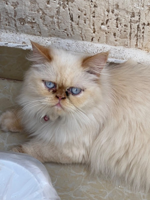 cat-chat-persan-himalayen-dar-el-beida-algiers-algeria