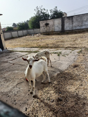 animaux-de-ferme-chevre-sanen-reghaia-alger-algerie