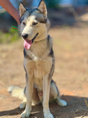 chien-chine-haski-كلب-هاسكي-rouiba-alger-algerie