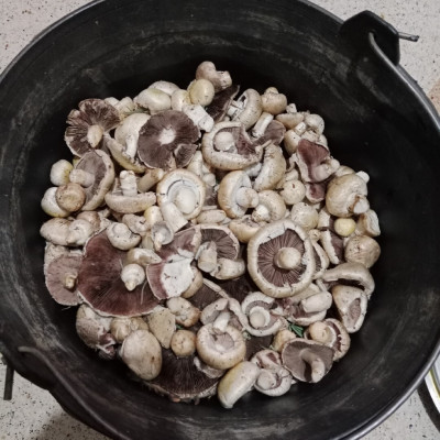 fruits-legumes-champignons-azazga-tizi-ouzou-algerie