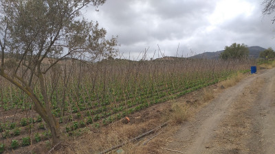 terrain-agricole-vente-tipaza-cherchell-algerie