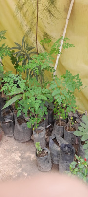 gardening-plants-arbres-exotique-beni-mered-blida-algeria