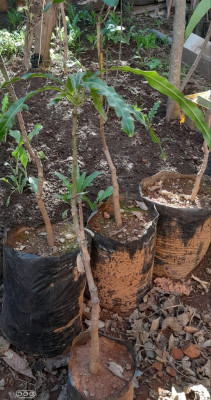 jardinage-manguiers-differentes-varietes-beni-mered-blida-algerie