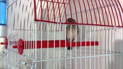 oiseau-chanteur-africain-alger-centre-algerie