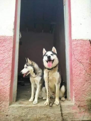 dog-chien-husky-couple-constantine-algeria